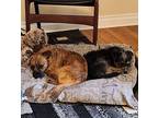 Benji, Border Terrier For Adoption In Mead, Colorado