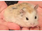Maple, Hamster For Adoption In Fairfax, Virginia