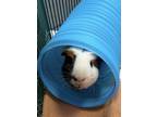 Remy, Guinea Pig For Adoption In Fairfax, Virginia