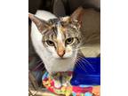 Lilac, Domestic Shorthair For Adoption In Defiance, Ohio