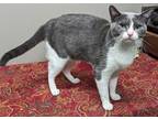 Taylor, Domestic Shorthair For Adoption In The Colony, Texas