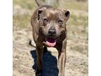 Ivy, American Pit Bull Terrier For Adoption In Long Beach, California