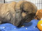 Chestnut, Lop-eared For Adoption In Cleveland, Tennessee