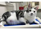 Juniper, Domestic Shorthair For Adoption In Staunton, Virginia