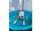 Adopt Blue a Mixed Breed
