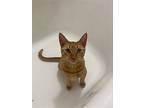 Harlow, Domestic Shorthair For Adoption In Philadelphia, Pennsylvania