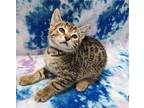 Cranberry, Domestic Shorthair For Adoption In Raleigh, North Carolina