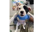 Limey, Terrier (unknown Type, Small) For Adoption In Shreveport, Louisiana