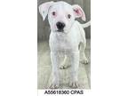 Lemon, Terrier (unknown Type, Small) For Adoption In Shreveport, Louisiana