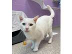 Snoball, Domestic Shorthair For Adoption In Baltimore, Maryland