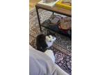 Katniss, Domestic Shorthair For Adoption In Montreal, Quebec