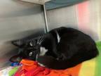 Reggie, Domestic Shorthair For Adoption In Baltimore, Maryland