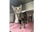 Ramsey, Domestic Shorthair For Adoption In Baltimore, Maryland