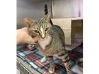 Gordon, Domestic Shorthair For Adoption In Baltimore, Maryland