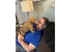 24-029 Finnegan, Labrador Retriever For Adoption In Richardson, Texas