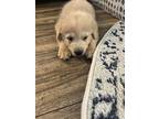 24-028 Bock, Labrador Retriever For Adoption In Richardson, Texas