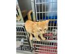 Tango, Domestic Shorthair For Adoption In Fairfield, Illinois
