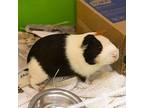Alvin -- Bonded Buddies With Theodore And Simon, Guinea Pig For Adoption In Des