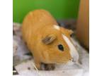 Simon -- Bonded Buddies With Alvin And Theodore, Guinea Pig For Adoption In Des