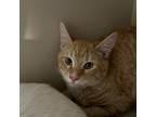 Adopt Max a Domestic Short Hair