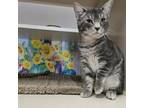 Adopt CAMO a Domestic Short Hair