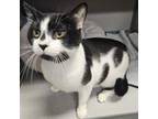 Adopt Crow a Domestic Short Hair