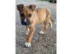 Adopt Benny a Mixed Breed