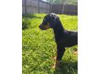 Adopt Paco a Doberman Pinscher