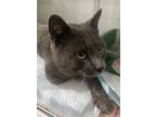 Adopt Jake a Russian Blue