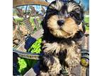 Havanese Puppy for sale in Marshfield, MO, USA