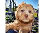 Havanese Puppy for sale in Marshfield, MO, USA