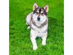 Adopt Bash 24-03-036 a Shepherd, Husky