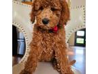 Mutt Puppy for sale in Madison, WI, USA