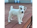 Parson Russell Terrier Puppy for sale in Milan, IL, USA
