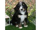 Mutt Puppy for sale in Hutchinson, KS, USA