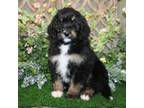 Mutt Puppy for sale in Hutchinson, KS, USA