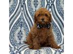 Cavapoo Puppy for sale in Lakeland, FL, USA