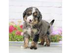 Mutt Puppy for sale in Baltic, OH, USA