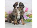 Mutt Puppy for sale in Baltic, OH, USA