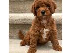 Mutt Puppy for sale in Los Angeles, CA, USA