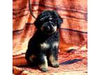 Mutt Puppy for sale in Tulsa, OK, USA