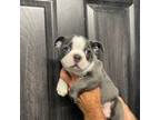 Boston Terrier Puppy for sale in Sebring, FL, USA