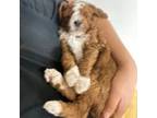 Mutt Puppy for sale in Orange, CA, USA