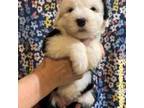 Old English Sheepdog Puppy for sale in Pensacola, FL, USA