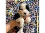 Old English Sheepdog Puppy for sale in Pensacola, FL, USA