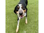 Adopt Trooper a Coonhound, Mixed Breed