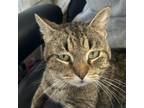 Adopt Perez a Domestic Short Hair