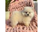 Pomeranian Puppy for sale in Vancouver, WA, USA