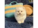Pomeranian Puppy for sale in Vancouver, WA, USA