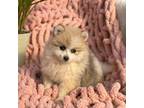 Pomeranian Puppy for sale in Vancouver, WA, USA